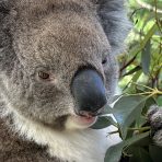  Powell Koala, Cleland Wildlife Park, SA.15
